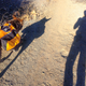 Image for article titled Found: California’s Lost Bighorn Sheep
